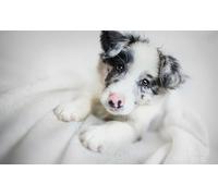 OZLHSP childrens jigsaws 500 piece Border Collie Puppy Animal 52x38cm