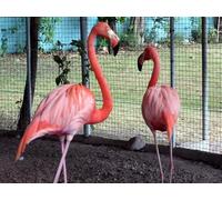 OZLHSP childrens jigsaws 500 piece Flamingo Behind the Cage Animals 52x38cm