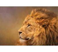 OZLHSP childrens jigsaws 500 piece Lion Animals 52x38cm