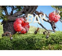 OZLHSP childrens puzzles 1000 piece Ants Bar Raspberry Animal 75x50cm