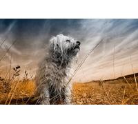 OZLHSP childrens puzzles 1000 piece Havanese Bichon Animals 75x50cm