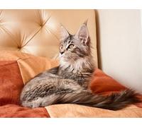 OZLHSP childrens puzzles 1500 piece Maine Coon Cats Animals 87x57cm