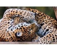 OZLHSP childrens puzzles 500 piece Jaguar Big Animals 52x38cm