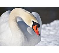 OZLHSP childrens puzzles 500 piece Swans Animals 52x38cm