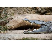 OZLHSP chinese puzzles for adults jigsaw 1000 piece Crocodiles Animals 75x50cm