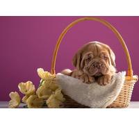 OZLHSP chinese puzzles for adults jigsaw 1000 piece Puppy Dogue de Bordeaux Animal 75x50cm