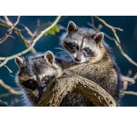 OZLHSP chinese puzzles for adults jigsaw 1500 piece Raccoons Animal 87x57cm