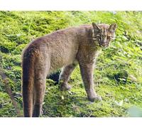 OZLHSP chinese puzzles for adults jigsaw 500 piece Big Cats Asian Golden Cat Animal 52x38cm