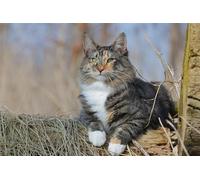 OZLHSP chinese puzzles for adults jigsaw 500 piece Cats Norwegian Forest Cat Animal 52x38cm