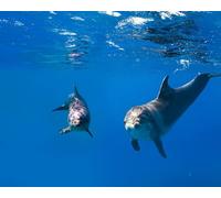 OZLHSP chinese puzzles for adults jigsaw 500 piece Dolphins Animals 52x38cm