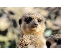 OZLHSP chinese puzzles for adults jigsaw 500 piece Meerkat Animals 52x38cm