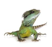 OZLHSP chinese puzzles for adults jigsaw 500 piece Reptiles 52x38cm