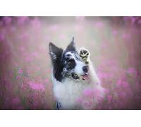 OZLHSP christmas 500 piece jigsaw puzzles Border Collie Animals 52x38cm