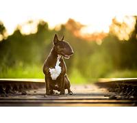 OZLHSP christmas 500 piece jigsaw puzzles Bull Terrier Animals 52x38cm