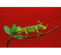 OZLHSP christmas 500 piece jigsaw puzzles Chameleon Origami Paper Animal 52x38cm