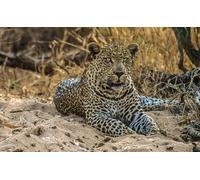 OZLHSP christmas 500 piece jigsaw puzzles Leopard Big Animals 52x38cm