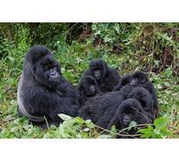 OZLHSP christmas 500 piece jigsaw puzzles Monkey Baby Gorilla Animal 52x38cm