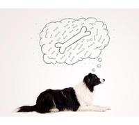 OZLHSP christmas games for children jigsaw puzzle 1000 piece Border Collie Bones Animals 75x50cm