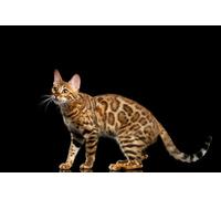 OZLHSP christmas games for children jigsaw puzzle 500 piece Bengal Animals 52x38cm
