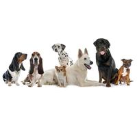OZLHSP christmas games for children jigsaw puzzle 500 piece Shepherd Chihuahua Rottweiler Dalmatians Basset Hound 52x38cm