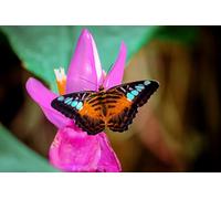 OZLHSP christmas jigsaw 1000 pieces Butterflies Insect Animals 75x50cm