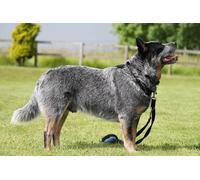 OZLHSP christmas jigsaw 1500 pieces Australian Cattle Animals 87x57cm