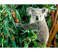 OZLHSP christmas jigsaw 500 pieces Koalas Bear Animals 52x38cm