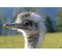 OZLHSP christmas jigsaw for kids jigsaw puzzles 500 piece Ostrich Animal 52x38cm