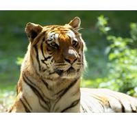 OZLHSP christmas jigsaw puzzle 1000 pieces Cats Animal 75x50cm