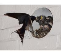 OZLHSP christmas jigsaw puzzle 1500 pieces Swallows Chick Nest Animals 87x57cm