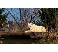 OZLHSP christmas jigsaw puzzle 1500 pieces Wolves Arctic Wolf Animal 87x57cm