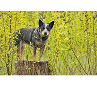 OZLHSP christmas jigsaw puzzle 500 pieces Australian Cattle Dog 52x38cm