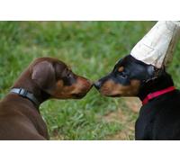 OZLHSP christmas jigsaw puzzle 500 pieces Doberman Puppy Animal 52x38cm