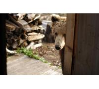 OZLHSP christmas jigsaw puzzle 500 pieces Grizzly Bears Animals 52x38cm