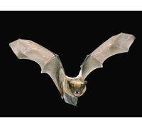 OZLHSP christmas jigsaw puzzles 1500 pieces Bats Animals 87x57cm