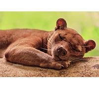 OZLHSP christmas jigsaw puzzles 1500 pieces Forests of Madagascar Animals 87x57cm