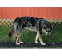 OZLHSP christmas jigsaw puzzles 500 pieces Australian Cattle Animals 52x38cm