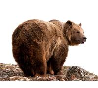 OZLHSP christmas jigsaw puzzles 500 pieces Grizzly Bears Animal 52x38cm