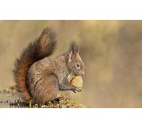 OZLHSP christmas jigsaw puzzles for adults 1000 Squirrel Walnuts Animal 75x50cm