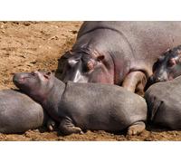 OZLHSP christmas jigsaw puzzles for adults 1500 Hippos 87x57cm
