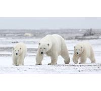 OZLHSP christmas jigsaw puzzles for adults 500 Northern Bear Animals 52x38cm