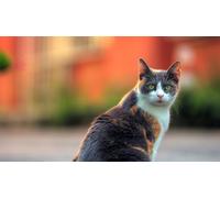 OZLHSP christmas jigsaws 1000 pieces for adults Cat Animals 75x50cm