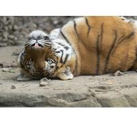 OZLHSP christmas jigsaws 1000 pieces for adults Tiger Big Cats Animal 75x50cm