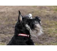 OZLHSP christmas jigsaws 500 pieces for adults Animals Miniature Schnauzer 52x38cm