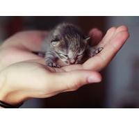 OZLHSP christmas jigsaws 500 pieces for adults Kitten Cat Animals 52x38cm