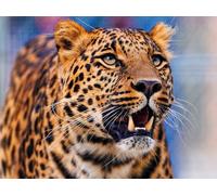 OZLHSP christmas jigsaws 500 pieces for adults Leopards Big Cats Animal 52x38cm