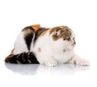 OZLHSP christmas jigsaws 500 pieces for adults Scottish Fold Cats Animals 52x38cm