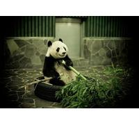 OZLHSP christmas kids games jigsaw puzzles 1000 piece Bear Bamboo Animals 75x50cm