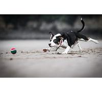 OZLHSP christmas kids games jigsaw puzzles 500 piece Animals are playing 52x38cm