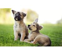 OZLHSP christmas kids games jigsaw puzzles 500 piece Puppies Animals 52x38cm